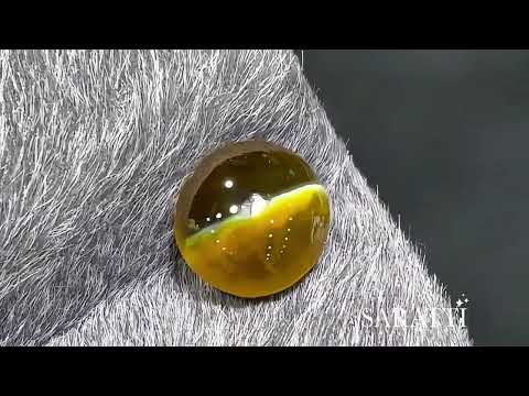 1.53 carats Natural Honey Color Cat’s Eye Chrysoberyl | Round – 5.83 × 5.66 × 4.67mm